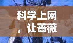 科学上网,让蔷薇更宁静 科学上网,让蔷薇更宁静